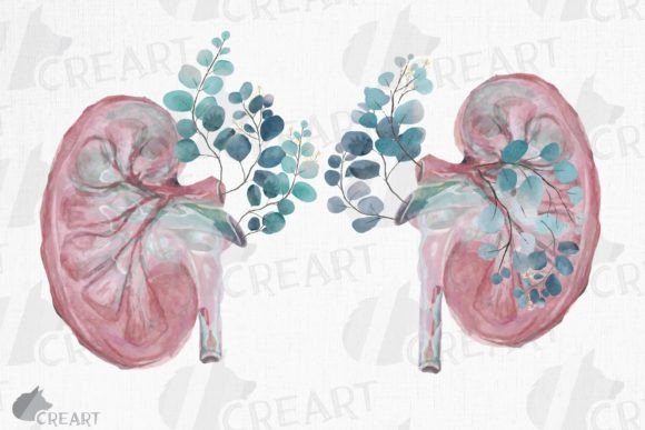 Blush Anatomical Kidneys Graphics & Print Templates
